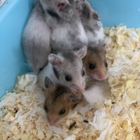 ゴールデンハムスター