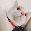 ！急募！★雑種のへなくん★