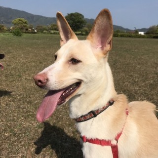 ありがとうございました。甘えん坊のプリンちゃん
