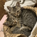 捨て猫姉妹が産んだ子猫4匹の里親募集