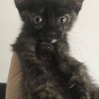 超甘えん坊サビ♀2ヶ月（里親決定♪）