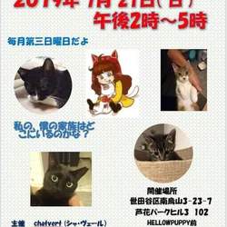 猫の里親会@芦花公園