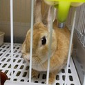《交渉中》保護うさぎまりん