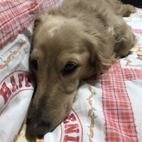 ライム