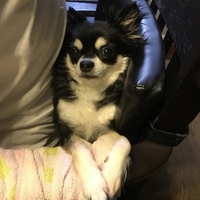 あんず