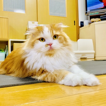 スフィンクス座