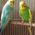 セキセイインコ2羽