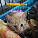預かり先決定、可愛い茶トラ子猫  054