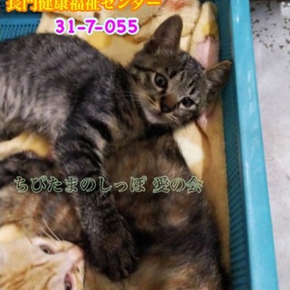 可愛いキジトラ子猫 母子4匹で収容 055