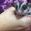 フクロモモンガ里親募集します