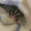 フクロモモンガ里親募集いたします