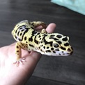 ヒョウモントカゲモドキ♂2匹