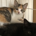 一時募集停止  キュートなキュートな三毛猫ちゃん♡
