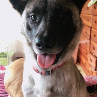 甘えん坊リンちゃんがあなたを待っています♪