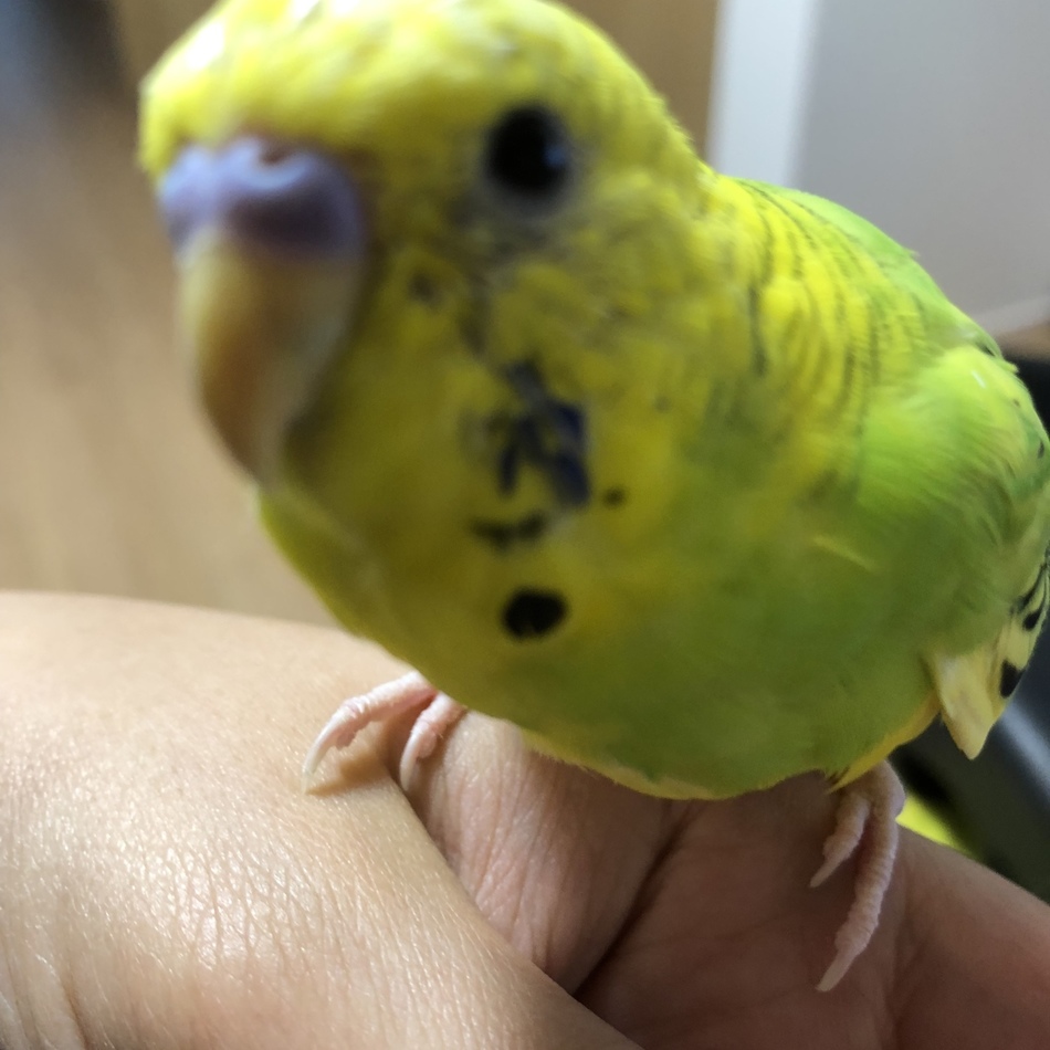 阿銅君のカバー写真