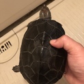 クサガメ