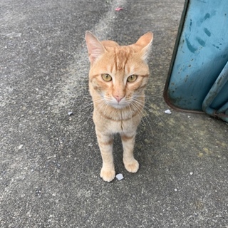 人懐っこい猫です