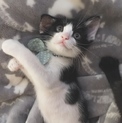 白黒ハチワレのひょうきん君です(*≧∀≦*)