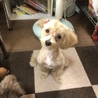 里親募集 サムネイル3