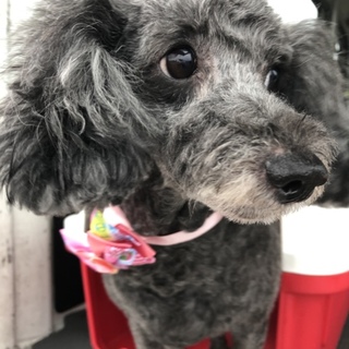 プードルミックス メス8.5才