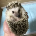 【交渉成立しました。ご検討ありがとうございました】