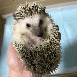 【交渉成立しました。ご検討ありがとうございました】