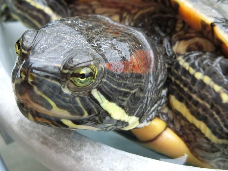 緑亀 里親募集」神奈川県 - 爬虫類・他の里親募集(268859) 1枚目の画像