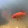和金 5匹 サムネイル3