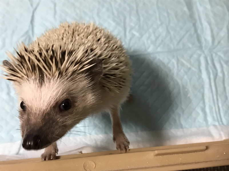 交渉成立しました。ご検...」岐阜県 - 小動物の里親募集(268857) 2枚目 