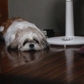 心優しいシーズー犬、優しい家族の家族になりました。