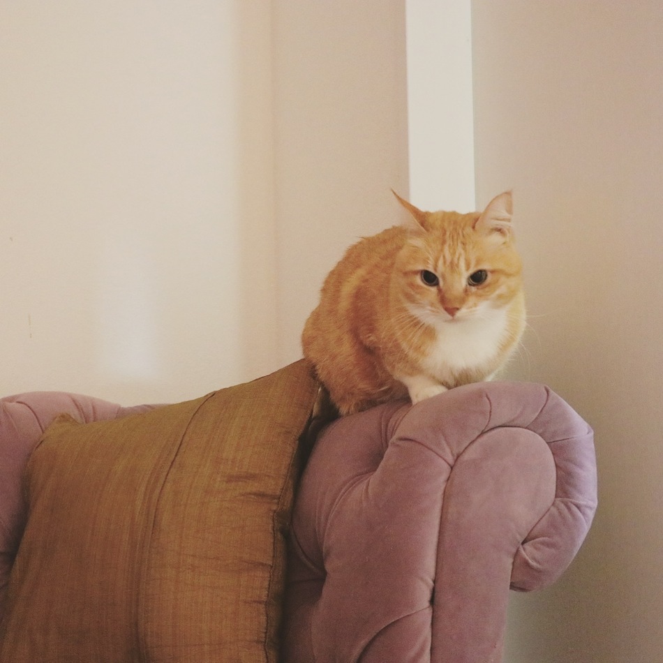 サニーのカバー写真