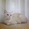 の写真