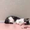 の写真