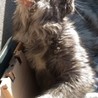 メインクーン♀   山口県にお住いの方限定 サムネイル2
