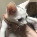 真っ白な美人のお母さんから生まれた真っ白な四兄弟