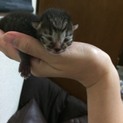 7月3日生まれの子猫の里親募集 キジトラくん