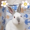保護うさぎ：おとなし女子のもくちゃん（メス） サムネイル5