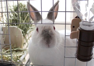 保護うさぎ おとなし女子 東京都 小動物の里親募集 ペットのおうち 月間利用者150万人