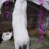 保護うさぎ：おとなし女子のもくちゃん（メス） サムネイル7
