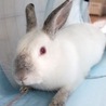 保護うさぎ：おとなし女子のもくちゃん（メス） サムネイル2