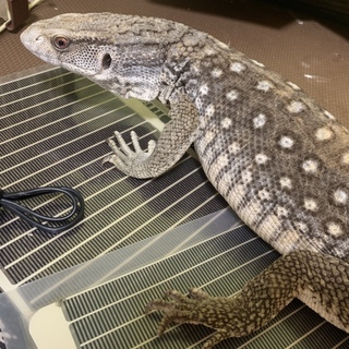 サバンナモニター