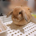 おもちちゃん