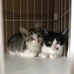 こちら肉球クラブ主催の猫の譲渡会 サムネイル3