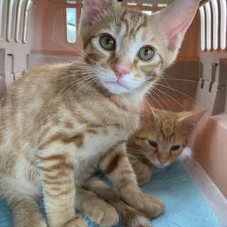 人慣れ抜群！茶トラ男子☆風くん４ヶ月