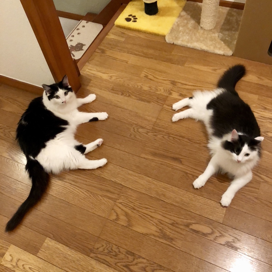 なな&みみのカバー写真