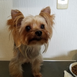 生涯大切にして下さるご家族様を募集します