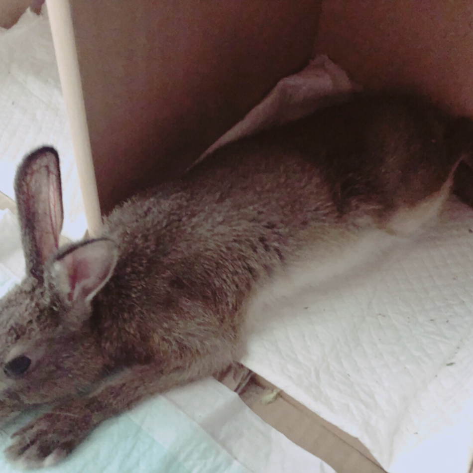 ジジのカバー写真