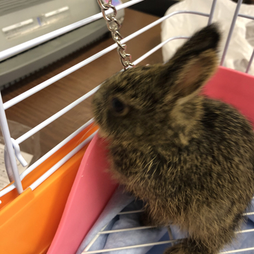 山で拾った日です