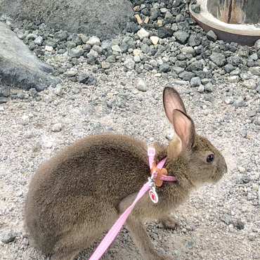 雲仙温泉の地獄巡りも行きました