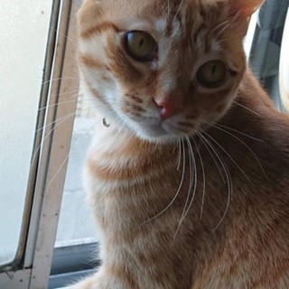 成猫慣れると甘えん坊のちゃちゃ君です